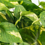 Pothos Golden Devil Ivy Pothos Epipremnum 4Inches Pot Hanging Clean Air Vine Plant Pot Live Ht7 Best