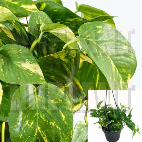 Pothos Golden Devil Ivy Pothos Epipremnum 4Inches Pot Hanging Clean Air Vine Plant Pot Live Ht7 Best
