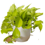 Neon Pothos Plant Epipremnum Aureum Yellow Plant 5 Gallon Pot Large Plant 1 1 5Ft Long Hanging Foliage Pothos Indoor Ht7