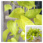 Neon Pothos Plant Epipremnum Aureum Yellow Plant 5 Gallon Pot Large Plant 1 1 5Ft Long Hanging Foliage Pothos Indoor Ht7