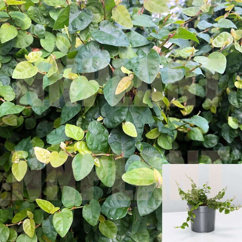 Ficus Pumila Plant Repens Plant Creeping Fig 1Gallon Wall Covering Live Plant creeping climbing plant Mr7