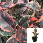 Rubber Ruby Plant Rare Plant 4Inches Pot Ficus Elastica Ruby Plant Premium Indoor Live Plant ht7