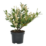 Prunus Otto Luyken 5Gallon Cherry Laurel Prunus Laurocerasus Also Cherry Live Plant Fr7