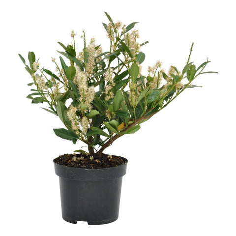 Prunus Otto Luyken 5Gallon Cherry Laurel Prunus Laurocerasus Also Cherry Live Plant Fr7