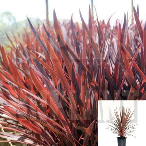 Cordyline Red Sensation 5 Gallon Plant Indoor Preorder S