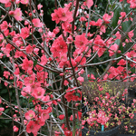Chaenomeles Red 5Gallon Japanese Quince Plant Flower Outdoor + Live Plant Ho7