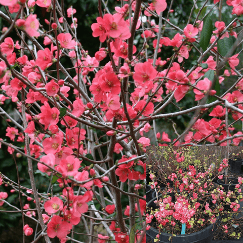 Chaenomeles Red 5Gallon Japanese Quince Plant Flower Outdoor + Live Plant Ho7