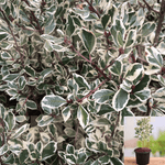 Rhamnus Alaternus Variegata 5Gallon Mediterranean Buckthorn Plant Evergreen Tree Live Plant Ho7