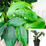 Rhaphidophora Dragon Tail 4Inches Dragon Tail Plant Perennial Live Plant