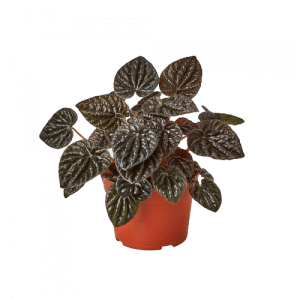 Ripple Peperomia Burgundy Black 6Inches Pot Plant Peperomia Caperata Black Premium Live Plant Ht7 Best