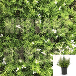 Rosmarinus Huntington Carpet 1Gallon Prostrate Rosemary Live Plant Herbdbal Plant Mr7