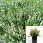 Rosmarinus Officinalis Alba 1Gallon Rosemary Plant Shrub Flower Plant Ho7 Ht7