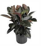 Rubber Ruby Plant 8Inches Pot Ficus Elastica Ruby Plant Premium Indoor Live Plant Ht7 Best