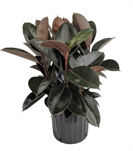 Rubber Ruby Plant 2 Gallon Pot Ficus Elastica Ruby Plant Premium Indoor Live Plant Ht7 Best