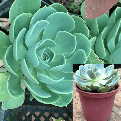 3Cuttings Hen Chicks Succulent Echeveria Imbricata Jade Green Houses Plant Not Rooted