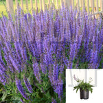 Salvia Superba May Night 1Gallon Plant Meadow Sage Blue 1Gallon Live Plant Outdoor Plant Bush Gr7Mr7