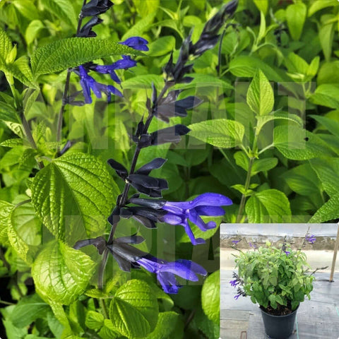 Salvia Guar Black And Bloom 1Gallon Brazillian Blue Sage Plant Perennials Live Plant Ho7
