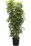 Schefflera Arboricola Plant 7 gallon Pot Schefflera Arboricola Plant Umbrella Tree live Plant Indoor Dwarf Umbrella Tree ht7