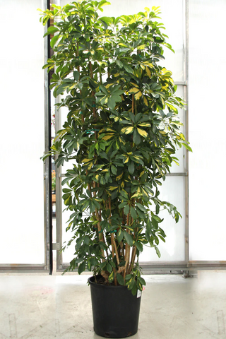 Schefflera Arboricola Plant 7 gallon Pot Schefflera Arboricola Plant Umbrella Tree live Plant Indoor Dwarf Umbrella Tree ht7