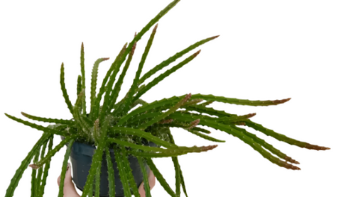 Rat Tail Cactus Plant 4Inches Pot Aporocactus Flagelliformis Plant Succulent Drought Tolerant Live Plant Premium Ht7 Best