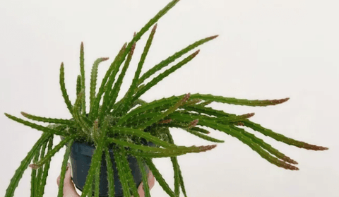 Rat Tail Cactus Plant 4Inches Pot Aporocactus Flagelliformis Plant Succulent Drought Tolerant Live Plant Premium Ht7 Best