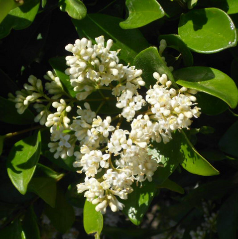 Ligustrum Texanum Japanese Privet White 5Gallon Wax Leaf Plant Live Plant Ht7