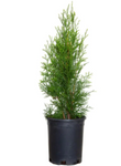 Thuja Occidentalis Emerald Smaragd 1 Gallon American Arborvitae Lime Plant Emerald Shrub Live Plant Outdoor Gg7