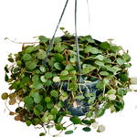 Peperomia String Of Coins Plant 6Inches Pot String Of Round Dishes Cascading Strings Peperomia Pepperspot Plant Hanging