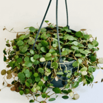 Peperomia String Of Coins Plant 6Inches Pot String Of Round Dishes Cascading Strings Peperomia Pepperspot Plant Hanging
