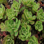 5 Cuttings Sedum Oregonense Agavaceae Succulent houseSucculent Plant Not Rooted