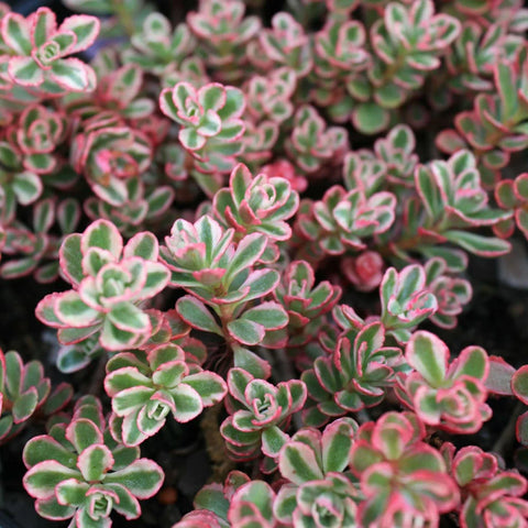 10Cuttings Sedum Succulent Tricolor Caucasian Stonecrop 3 long Live Plant Not Rooted