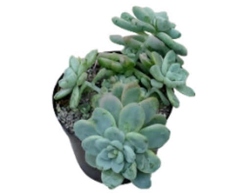 Sedum Clavatum Plant 4Inches Tiscalatengo Gorge Sedum Plant Succulent Drought Tolerant Drought Tolerant Ht7 Best