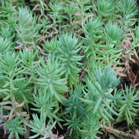 20Cuttings Sedum Rupestre Angelina Agavaceae Succulent groundcovering Succulent Plant Not Rooted