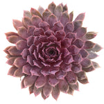 Sempervivum Centennial Plant 4Inches Pot Hen And Chicks Sempervivum Centennial Plant Succulent Drought Tolerant Live ht7