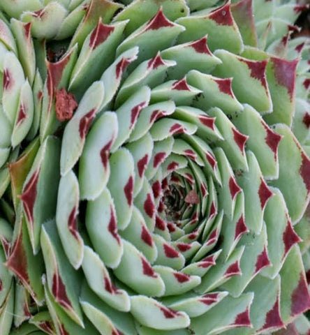 3Cuttings Succulent Semvivum Calcareum Nigricans Blue Green Red Live creeping Succulent Plant Not Rooted