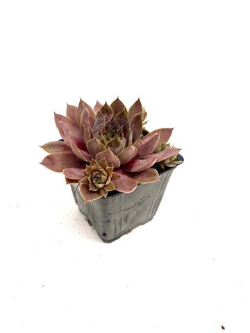 Sempervivum Beauty Red Plant 4Inches Hen & Chicks Houseleek Plant Succulent Drought Tolerant Live Plant Ht7 Best