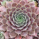 3 Cuttings Sempervivum Kip Hen And Chicks Succulent Drought Tolerant Plant Not Rooted
