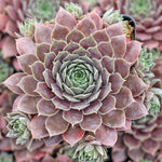 3 Cuttings Sempervivum Kip Hen And Chicks Succulent Drought Tolerant Plant Not Rooted