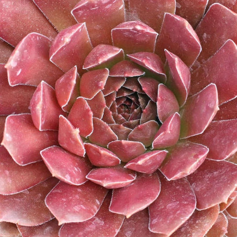 3Cuttings Sempervivun Pacific Devils Food Roof Houseleek Houseleek Hens And Chicks Succulent Drought Tolerant Plant
