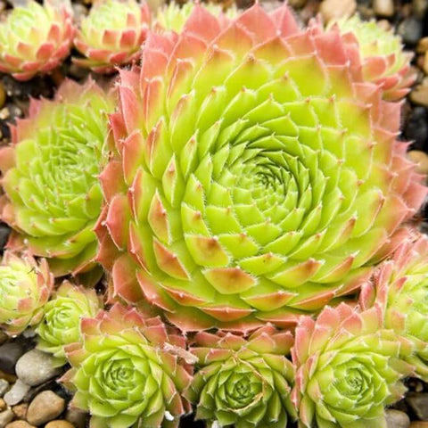 3 Cuttings Sempervivum Sirius Hens & Chicks Houseleek Succulent Drought Tolerant Plant Not Rooted