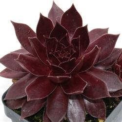 Sempervivun Pacific Devil S Food Plant 4Inches Roof Houseleek Houseleek Hens And Chicks ht7