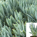 10 Cuttings Senecio Mandraliscae 3 Long Blue Chalk Sticks Succulent Plant Not Rooted