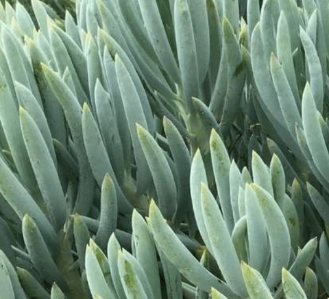 5 Cuttings Senecio Mandraliscaem Blue Chalk Sticks Plant Not Rooted