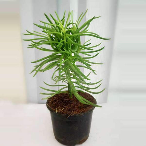 Senecio Barbertonicus Plant 4Inches Bush Senecio Barberton Groundsel Plant Succulent Drought Tolerant ht7 best