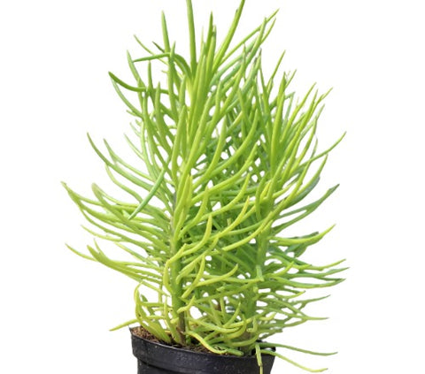 Senecio Barbertonicus Plant 1 Gallon Ht7 Bush Senecio Barberton Groundsel Plant Succulent Drought Tolerant Drought Tolerant