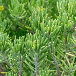 5 Cuttings Senecio barbertonicus Bush Senecio Barberton Groundsel Plant Not Rooted