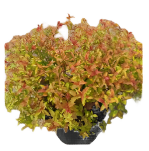 Spiraea Japanese Goldmound Plant Gold Lime Red 5Gallon Pot Japanese Spirea Mound Live Plant Outdoor Ho7