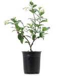 Jasminum Polyanthum 1Gallon Jasmine Fragrance White Flower Plant 1Gallon Jasmine Pink Jasmine Live Plant Gr7