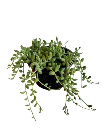 String Of Watermelon Plant 6Inches String Of Beads String Of Raindrops Plant Hanging Succulent Drought Tolerant Live Pla