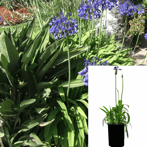 Agapanthus Africanus Summer Gold 1Gallon Plant Lily Of Nile Dark Blue Ennial Live Plant Gg7